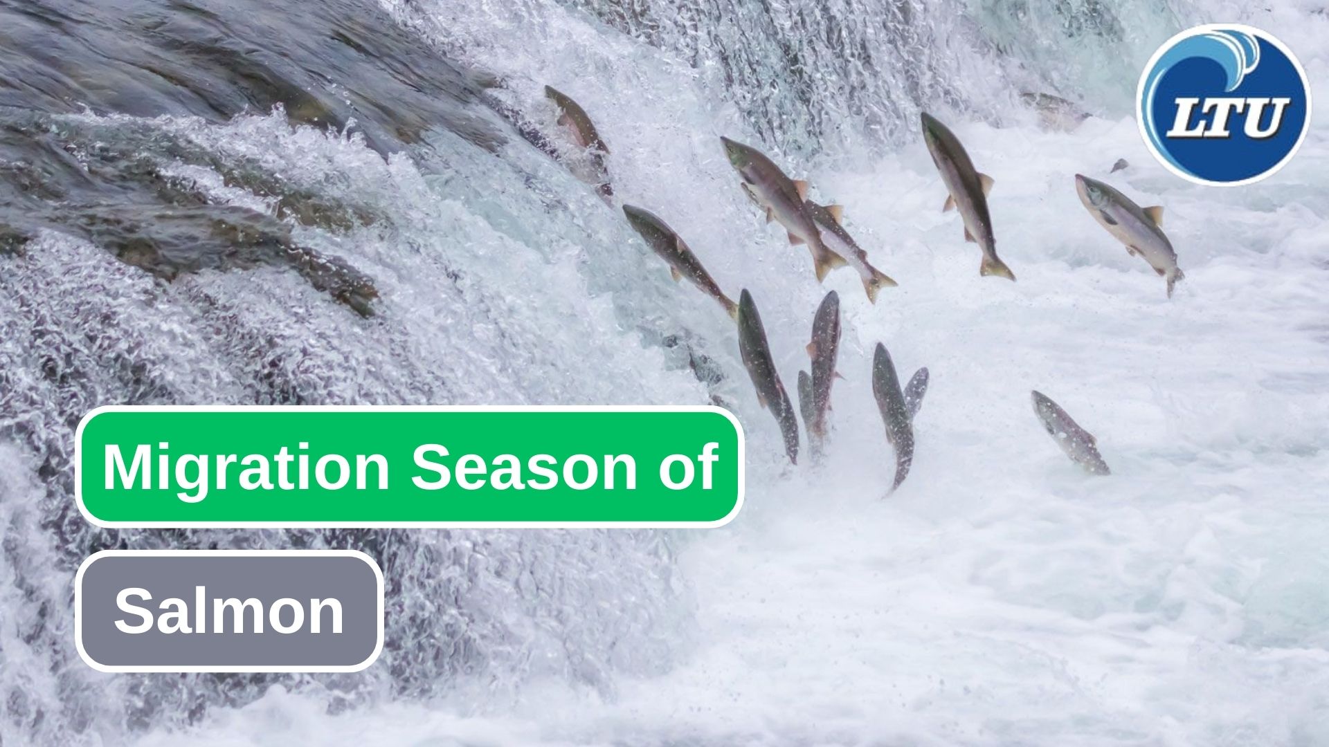 The Annual Journey of Salmon